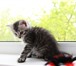 Сибирские котята ищут дом 1150666 Сибирская фото в Минске
