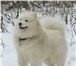 Предлагаем очаровательных щенков породы САМОЕД(средняя собака) от титулованных производителей(с кра 67685  фото в Ногинск