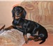 Изображение в Домашние животные Вязка собак Молодой кабель ищет подругу. в Бийске 1 000