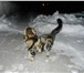 Фото в Домашние животные Вязка шотландский вислоухий кот для вязки на территории в Ростове-на-Дону 1 000