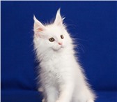 Продажа котят из питомника Планета кунов 2262419 Мейн-кун фото в Москве