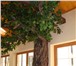 Фото в Строительство и ремонт Дизайн интерьера Искусственное дерево в интерьере с ненатуральным в Казани 1 000