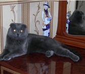 Фото в Домашние животные Вязка Вислоухий кот ищет подругу для продолжения в Улан-Удэ 0