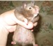 Foto в Домашние животные Грызуны хомячка серая 5 месяцев с клеткой поилкой в Комсомольск-на-Амуре 600