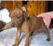 Продам щенка цвергпинчера шоу класса 155141  фото в Якутске