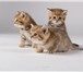Питомник «GOLDEN KITTY» предлагает чистокровных британских котят окраса золотой пятнистый» ,  Отл 69474  фото в Москве