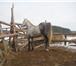 Изображение в Домашние животные Другие животные Продам жеребца орловской породы, возраст в Красноярске 155 000