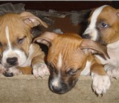 Продаются щенки американского стаффордширского терьера, Родились 28, 08, 10г, Породистые, с докумен 68040  фото в Ростове-на-Дону
