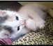 Отдам котят в добрые руки! 2086319 Домашняя кошка фото в Курске