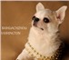 Фото в Домашние животные Вязка собак Красивый кобель чихуахуа - на фото - приглашает в Москве 0