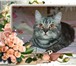 Foto в Домашние животные Вязка Молодой,красивый,опытный кот британец приглашает в Солнечногорск-2 2 000