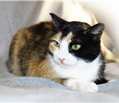 Foto в Домашние животные Отдам даром Трейси – трехцветная кошка. Ждет своего хозяина, в Екатеринбурге 0