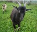 Foto в Домашние животные Другие животные Козлу 7 месяцев, коза младше на 2 недели. в Брянске 6 000