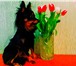 Foto в Домашние животные Вязка собак Ищем вязку. Той-терьер длинношерстный черно-подпалый в Красноярске 1