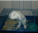 Фото в Домашние животные Грызуны Продам красивого белого кролика вислоухого. в Красноярске 1 500