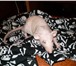 Изображение в Домашние животные Грызуны Продам голых крысят породы дамбо-сфинкс. в Новосибирске 250