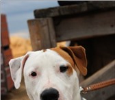 Фото в Домашние животные Вязка собак Ищем даму для серьезных отношений Рыже белый в Томске 0