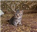 Скоттиш фолд и страйт 1048354 Скоттиш фолд фото в Кириши
