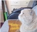 Изображение в Домашние животные Вязка Ждём кошечку для вязки. Возраст 2 года. Окрас в Екатеринбурге 1 000