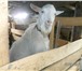 Изображение в Домашние животные Другие животные Продам козла зааненской породы, 1 год в Кургане 6 000