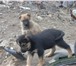 Фото в Домашние животные Отдам даром Замечательные щенки - красавцы: мальчики в Тольятти 0
