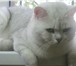 Foto в Домашние животные Вязка Кот окрас серебристая шиншилла ,приглашает в Магнитогорске 0