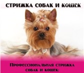 Foto в Домашние животные Стрижка собак уважаемые владельцы! хочу предложить вам в Нижнем Тагиле 1 200