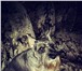 Изображение в Домашние животные Вязка собак Моему Цвергу 3,5 года ищет невесту в Новосибирске.У в Новосибирске 5 000