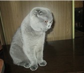 Фото в Домашние животные Вязка Шотландский котик ищет кошечку для вязки в Королеве 3 000