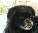 Изображение в Домашние животные Потерянные Помогите пожалуйста!!пропала собака!!!японский в Липецке 0