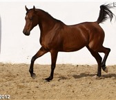 Изображение в Домашние животные Другие животные лошадь на продажу, арабская кобыла БИРМА в Краснодаре 100 000