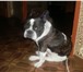 Фотография в Домашние животные Вязка собак Французский бульдог 4 года, без родословной, в Чите 0