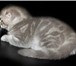 Продаются шотландские вислоухие плюшевые котятки,   В нашем питомнике Golden Favorite ожидают свои 68806  фото в Москве