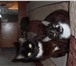 Изображение в Домашние животные Отдам даром Отдам в добрые руки котят-подростков. Имеются в Саранске 0