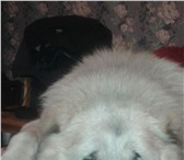 Изображение в Домашние животные Вязка собак Молодой (2 года)Ю активный, сильный кобель. в Новокузнецке 0