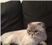Фото в Домашние животные Вязка Шотландский вислоухий кот с родословной приглашает в Тамбове 2 000