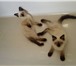Чистопородные сиамские котята 1379841 Сиамская фото в Москве