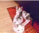 Foto в Домашние животные Отдам даром отдам два котенка, мальчика. им 1,5 месяца. в Томске 0