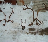 Фото в Прочее,  разное Разное Куплю рога оленя костяные в больших кол-вах в Москве 400