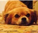 Фотография в Домашние животные Вязка собак нужен кобелек тибетского спаниеля для вязки. в Волгограде 0