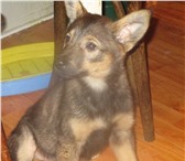 Фото в Домашние животные Отдам даром Отдаю щенка, подобранного в ошейнике в районе в Томске 0