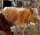 Изображение в Домашние животные Другие животные Продам телку 9 месяцев.От высоко удойной в Горно-Алтайске 15 000