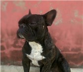 Фото в Домашние животные Вязка собак Французский бульдог приглашает на вязку. в Краснодаре 1 000