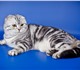 Клубный котик мраморного окраса породы ш