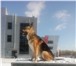 Изображение в Домашние животные Вязка собак Кобель восточно-европейской овчарки ищет в Красноярске 10