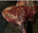 Изображение в Прочее,  разное Разное ООО Мясной регион предлагает мясо , мясную в Москве 10