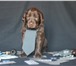 Продаю щенков прямошерстного ретривера -флэта 163863  фото в Саранске
