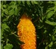 Момордика – лианообразное растение, плод