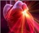 Foto в Красота и здоровье Медицинские услуги Лечение сердца  точечно-биоэнергетич еским в Москве 2 000