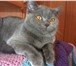 Foto в Домашние животные Вязка Кот Ричард породы скоттиш-страйт (шотландский в Твери 1 500